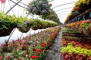 rows of plants in a greenhouse